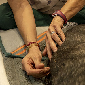 Acupuntura a mascota | Terapias fisioterapia veterinaria