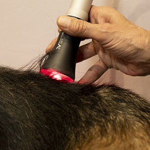 Laser terapeutico para mascotas | Terapias fisioterapia veterinaria