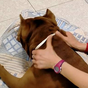 Masaje terapéutico para mascotas | Terapias fisioterapia veterinaria