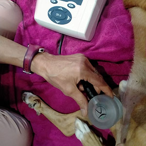 Ultrasonido para mascotas | Terapias fisioterapia veterinaria